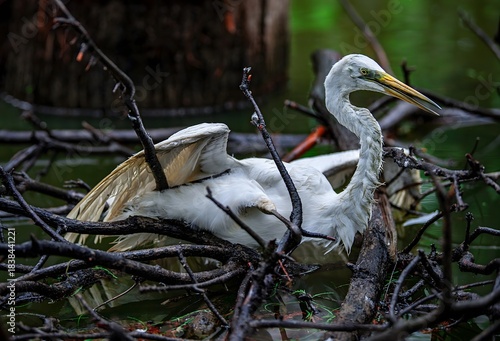 Schilderij op canvas Great Egrets Roosting Among Dead Branches in Wetland