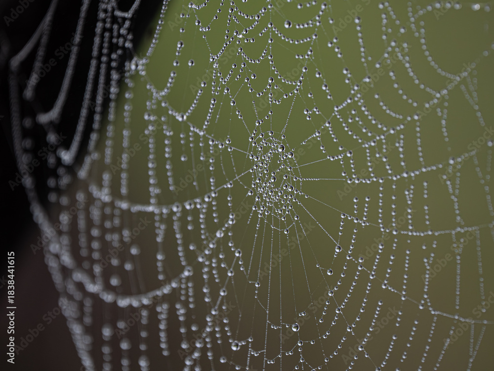 Naklejka premium Spinnennetz