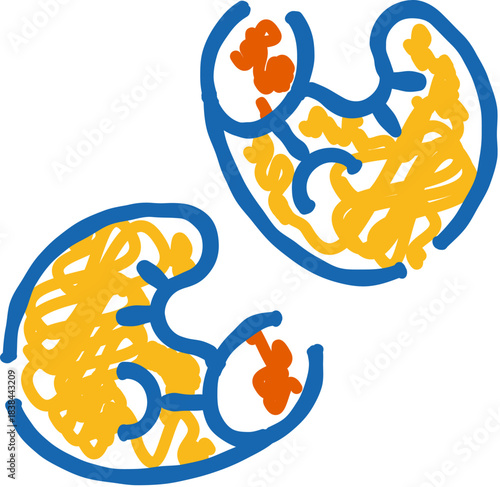 Human kidneys anatomical structure cross section line illustration