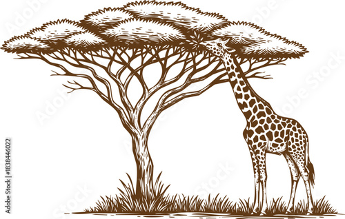 An engraving art style illustration vintage sketch of a giraffe eating leaves from an acacia tree in the savanna, , hand drawn illustration of african wildlife