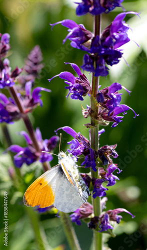 Orange-tip butterfly resting on purple flower nectarizing