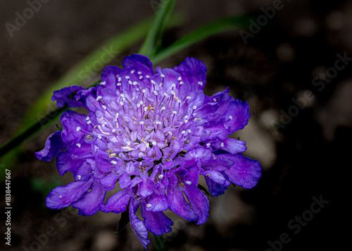 Pincushion flower (Scabiosa) blooming with vibrant purple petals and stamens