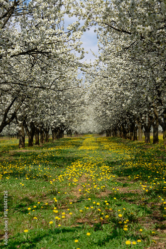 A breathtaking alley of blooming cherry blossom trees with a vibrant field of yellow flowers.