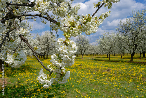 Cherry blossom orchard in full bloom under a bright blue sky in spring.