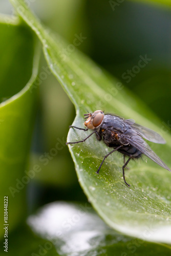 Common housefly insect (Musca domestica)resting on green leaf in nature
