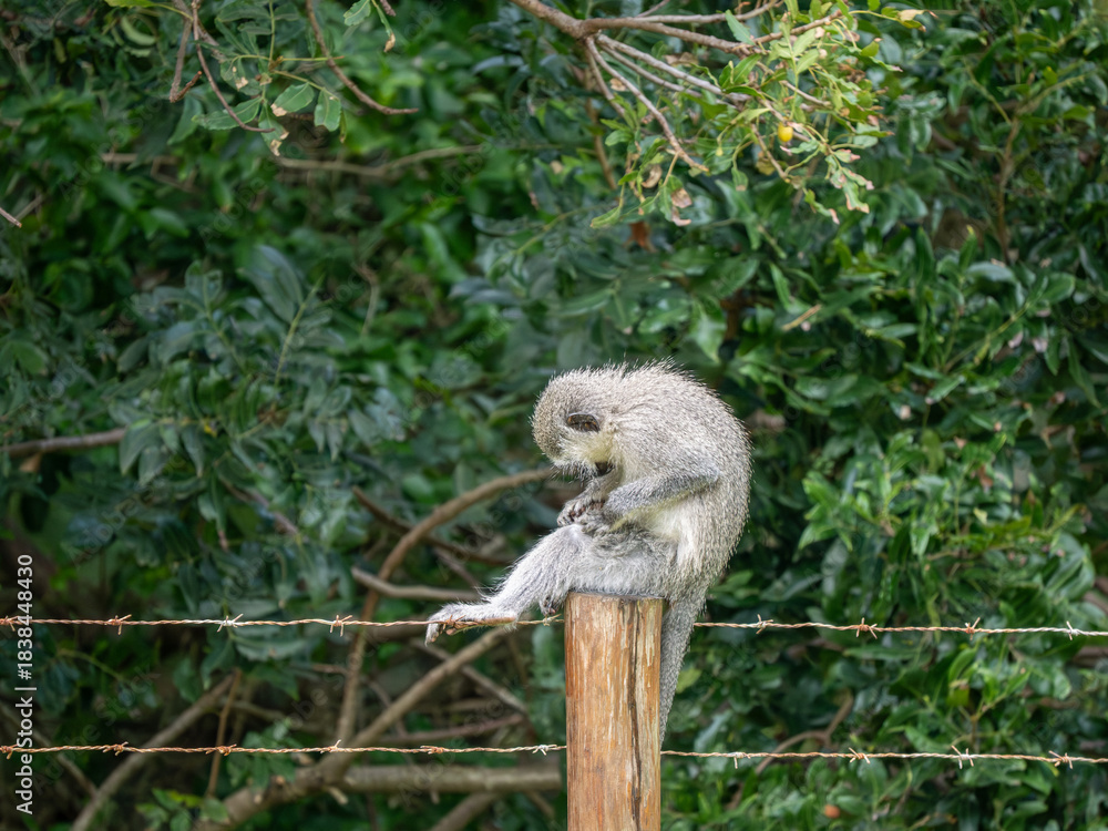 Obraz premium Grüne Meerkatze