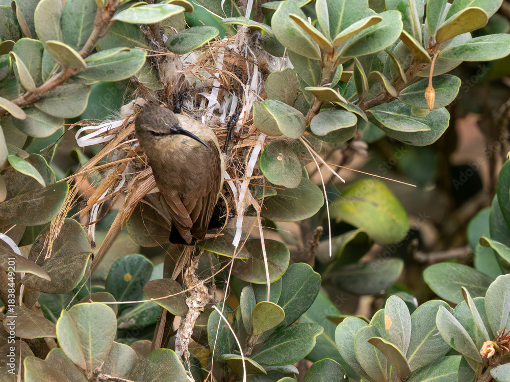 Obraz premium Nektarvogel