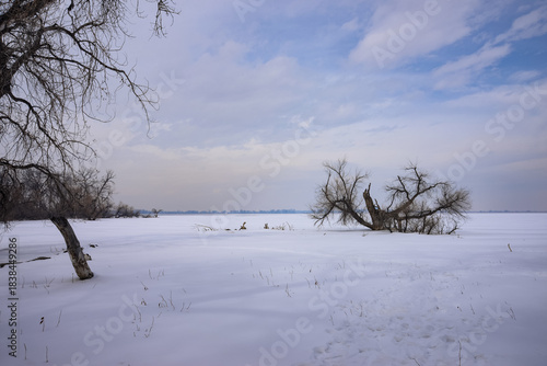 winter landscape with trees