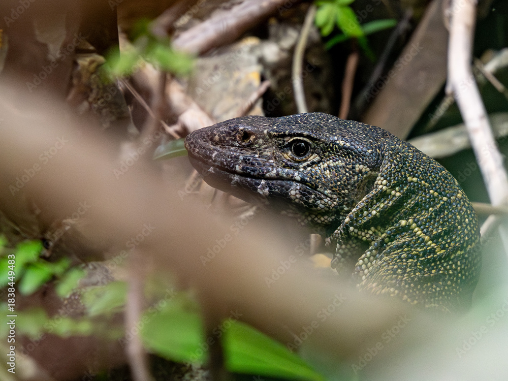 Fototapeta premium Nilwaran