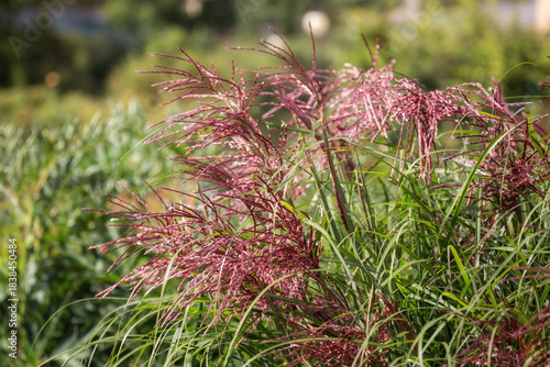 Miscanthus sinensis