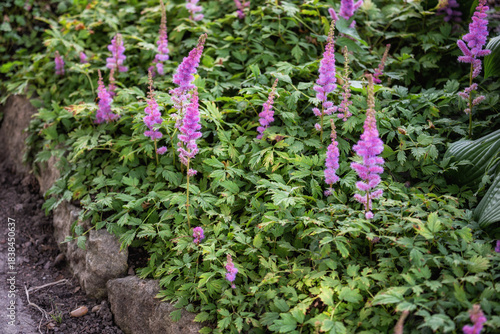 Astilbe chinensis