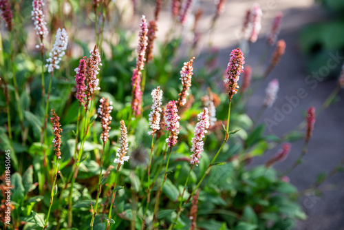 Persicaria maculosa