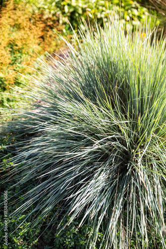 Helictotrichon sempervirens