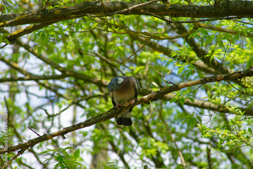 A wood pigeon rests on a tree branch amidst green leaves and sunlight.