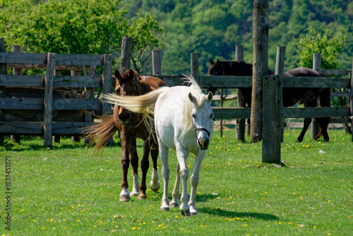 A pair of horses walking in a grassy pasture on a sunny day, with a wooden fence.