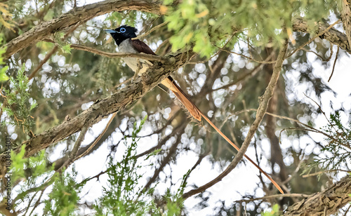 Photography Exotic Bird Perched on Sycamore Branches in Natural Habitat