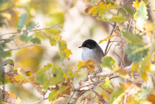 Male Sardinian Warbler (Sylvia melanocephala) Perched in Autumn Foliage