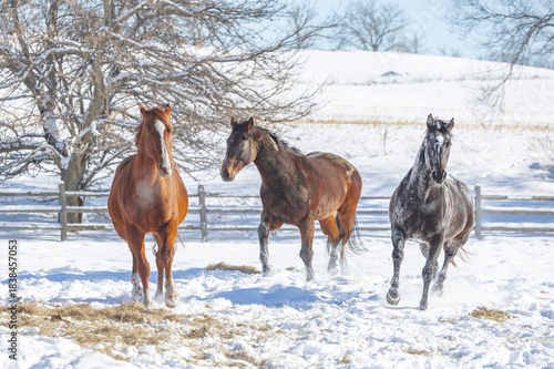 Three horses running in a snowy pasture toward the camera.
