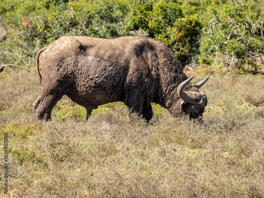 Fototapeta premium Büffel