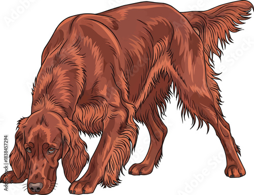 Irish Setter dog sniffing crouched alert curious stance