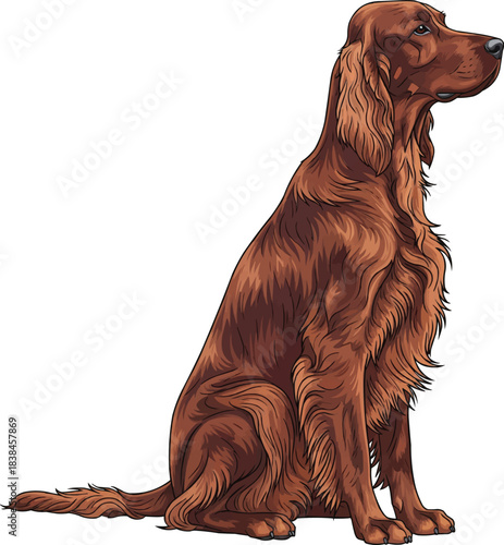 Irish Setter dog sitting side profile cute attentive pose