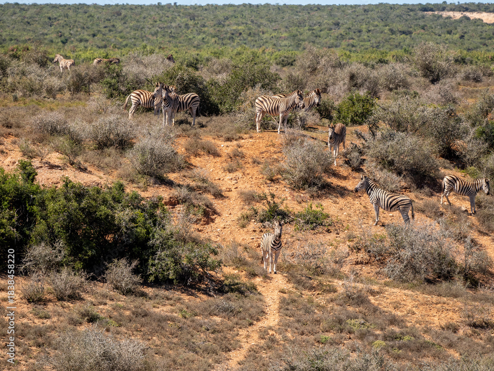 Naklejka premium Zebra