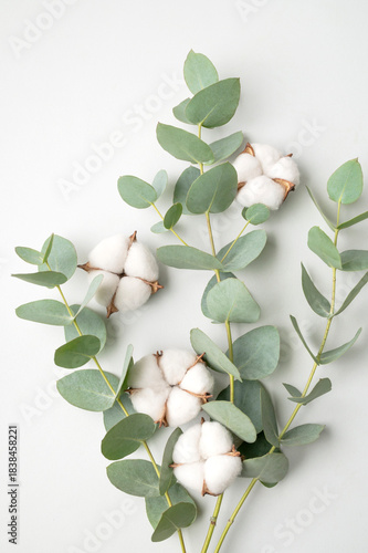 Lush white cotton flowers, fresh green eucalyptus branches on light gray background top view. Beautiful floral background, natural eco-friendly blossom arrangement. Postcard mockup