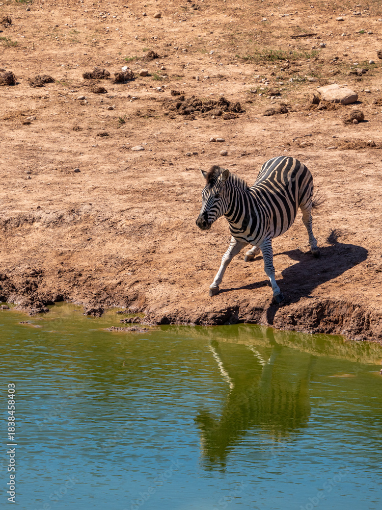 Naklejka premium Zebra