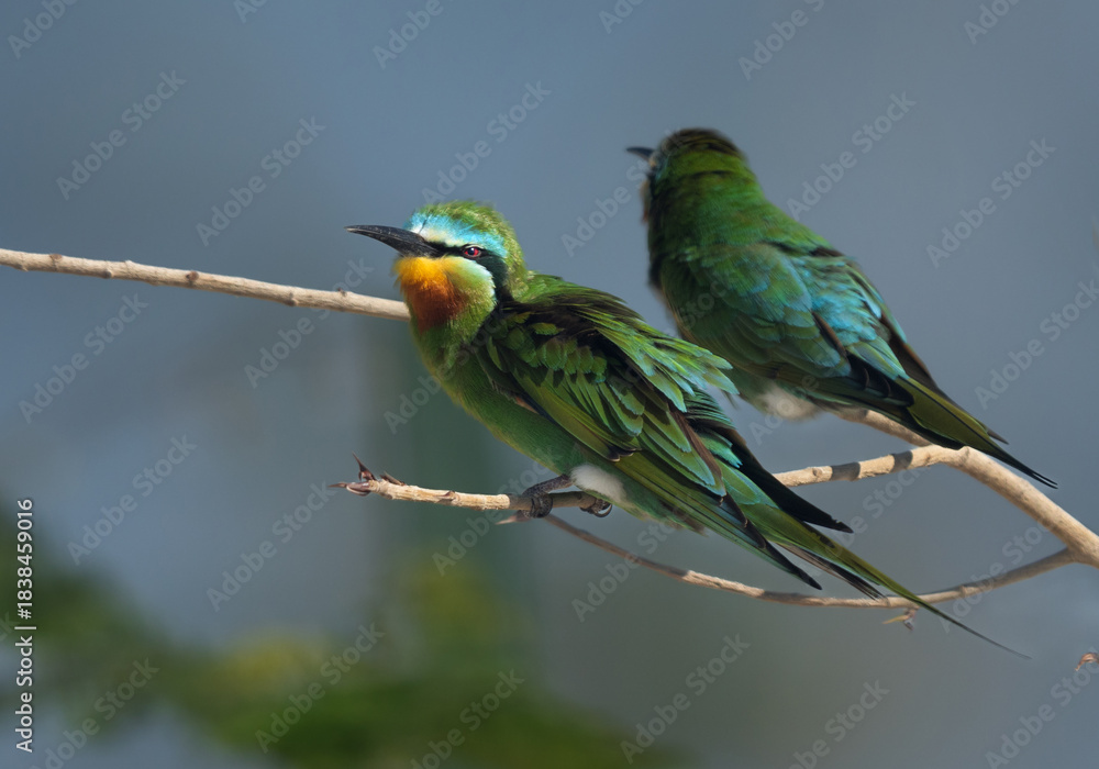 Obraz premium Closeup of a pair of Blue-cheeked bee-eater perched on twig