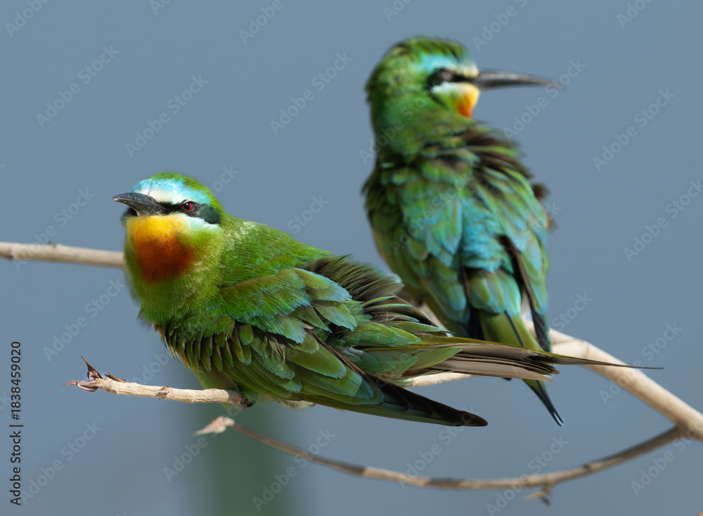 Fototapeta premium Closeup of a pair of Blue-cheeked bee-eater perched on twig, Bahrain