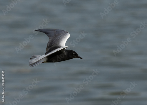 White-winged tern flying at Tubli bay in the morning