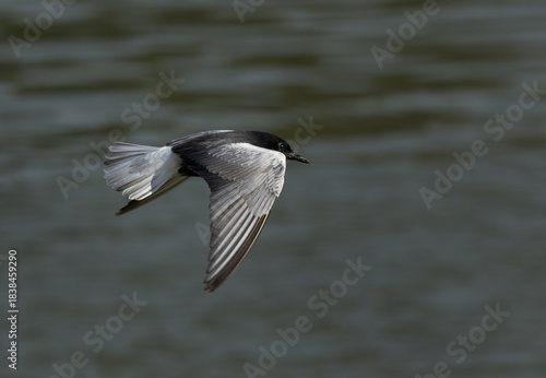 A White-winged tern flying at Tubli bay, Bahrain