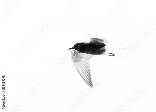 A highkey image of a White-winged tern flying at Tubli bay, Bahrain