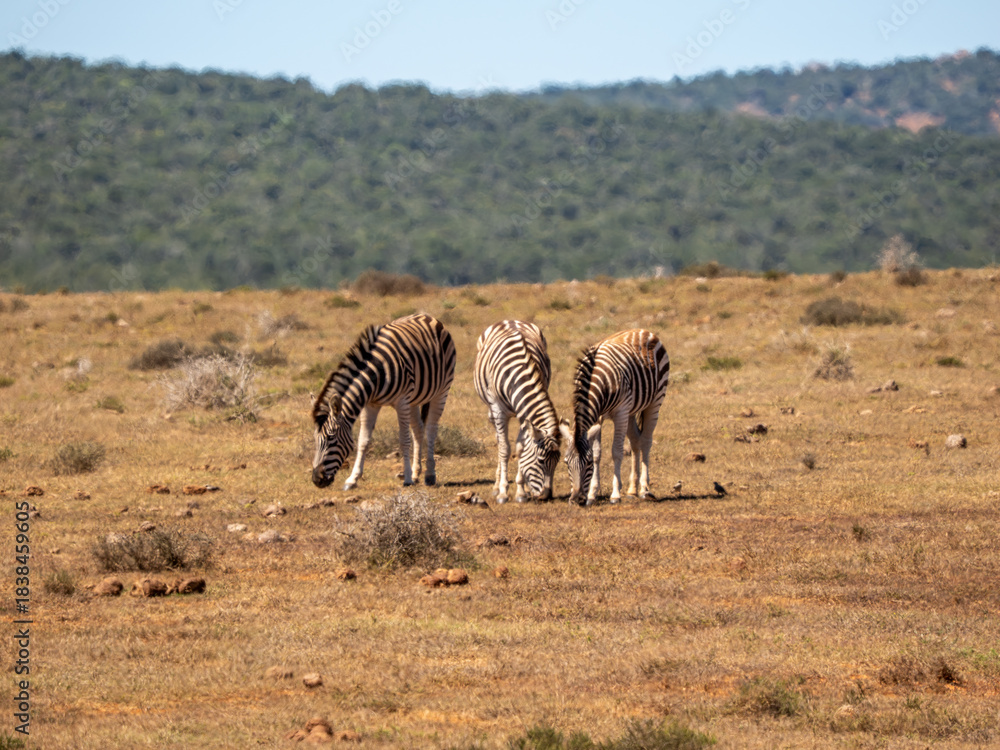 Naklejka premium Zebra