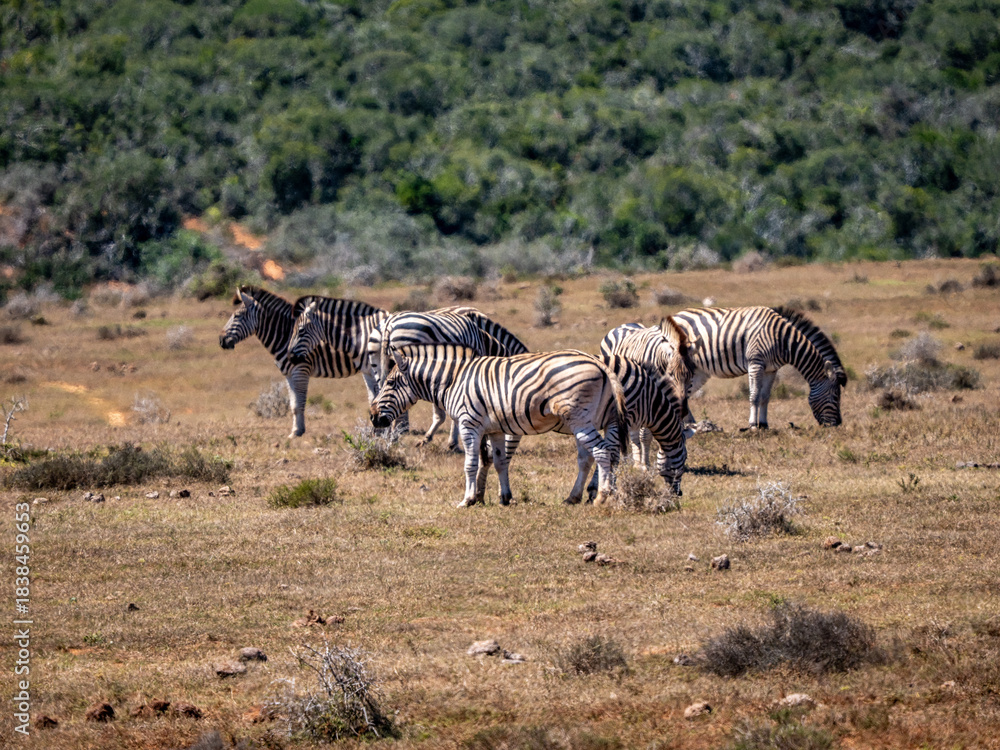 Naklejka premium Zebra