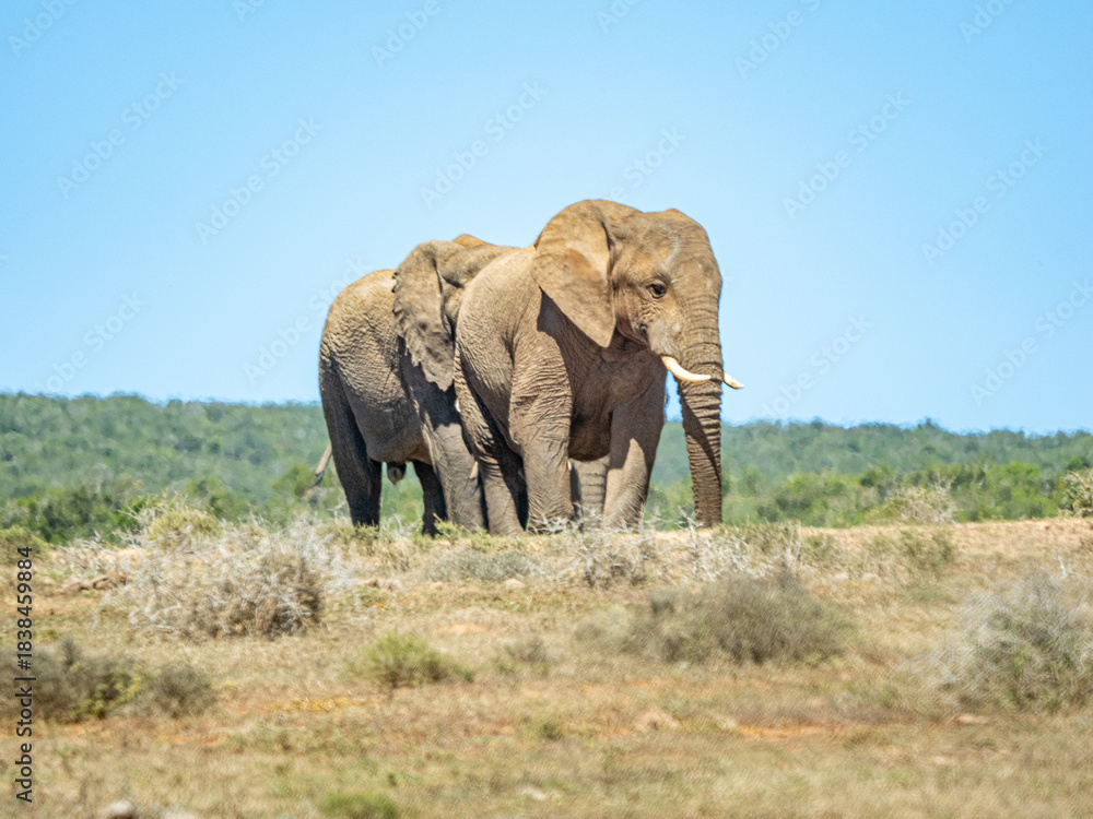 Obraz premium Elefant