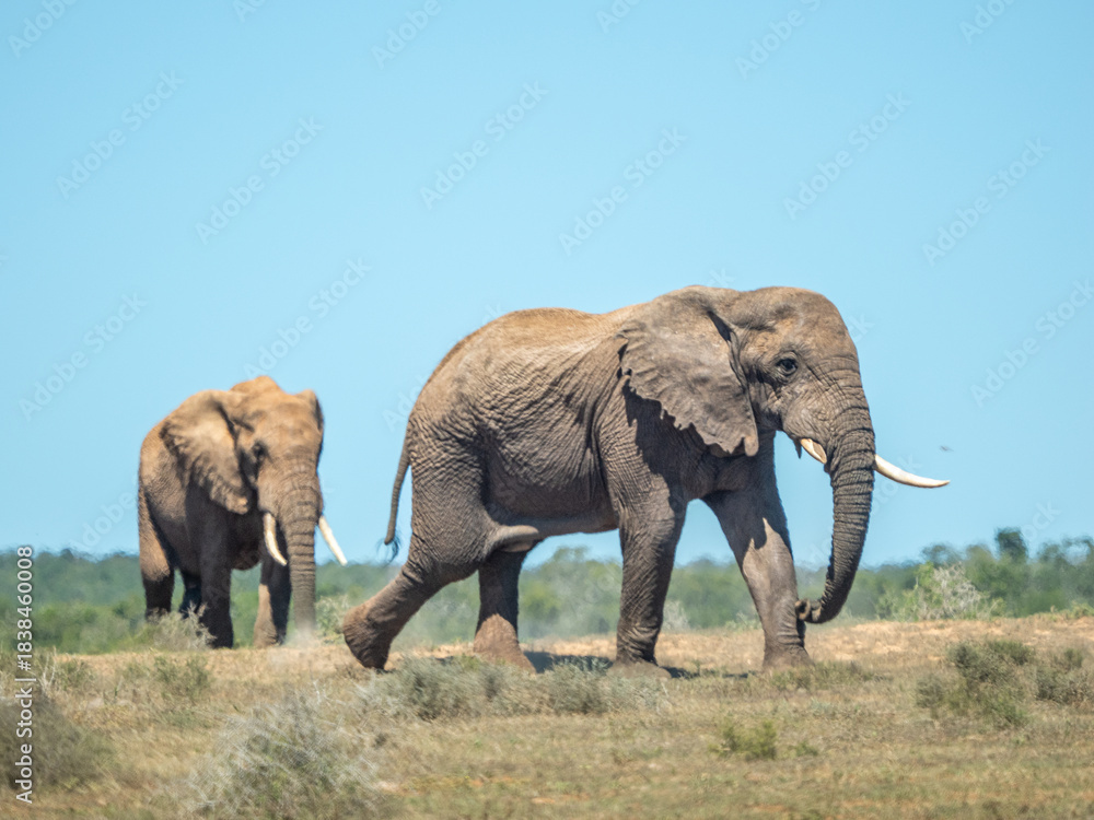 Obraz premium Elefant