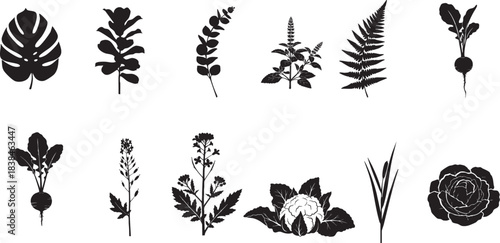 Vector illustration of Botanical Silhouette Collection I Detailed black and white