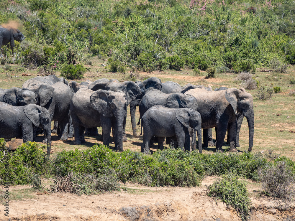Fototapeta premium Elefant