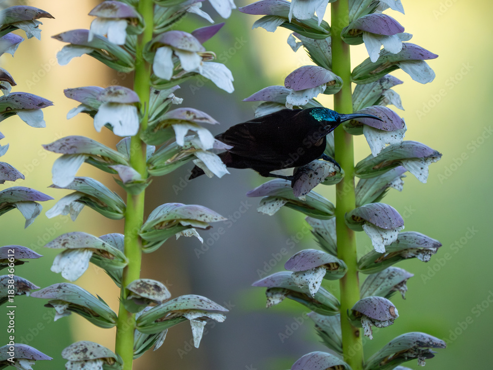 Obraz premium Amethyst-Nektarvogel