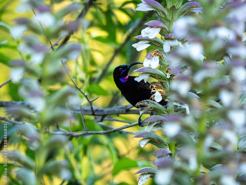 Obraz premium Amethyst-Nektarvogel