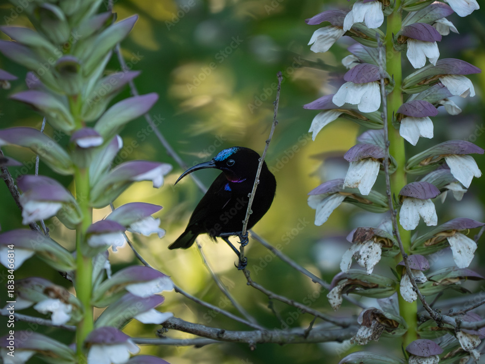 Obraz premium Amethyst-Nektarvogel