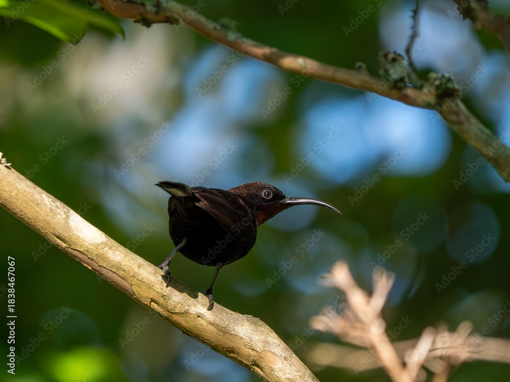 Fototapeta premium Amethyst-Nektarvogel