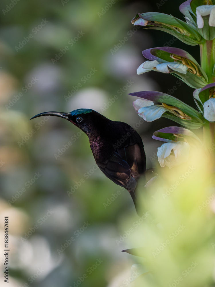 Fototapeta premium Amethyst-Nektarvogel