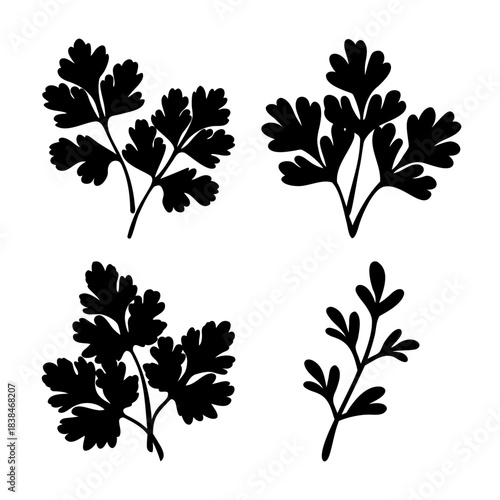 Parsley herb leaves black silhouette vector culinary plant.