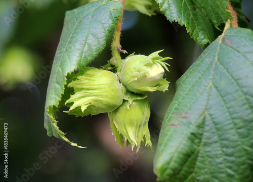 Fruits ripen on a hazelnut branch