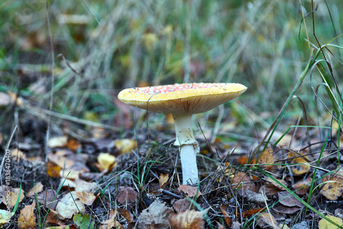 details of lamellar, inedible fungus among moss and fallen leaves in a forest during autumn