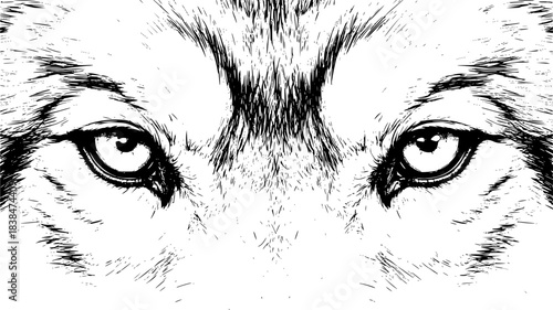 Wolf eyes drawing