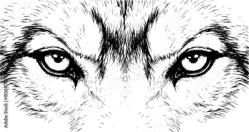 Wolf eyes drawing