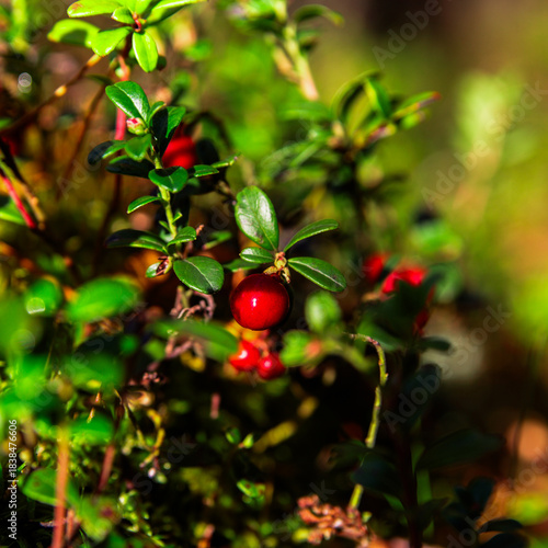 foxberry on a green twig in the forest early in the morning